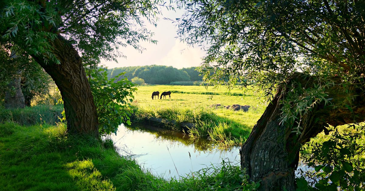 How to Choose the Right Online Dutch Program for Your Needs