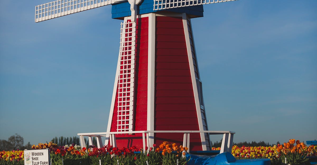 Top Language Schools for Learning Dutch in Haarlem